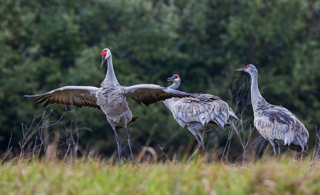 USA, Südtexas. Aranas National Wildlife Refuge, tanzende Sandhügelkraniche (weniger)