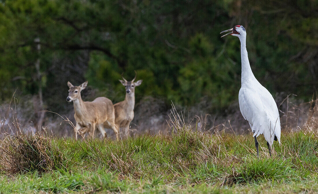 USA, South Texas. Aranas National Wildlife Refuge, whooping crane calling and white-tailed deer