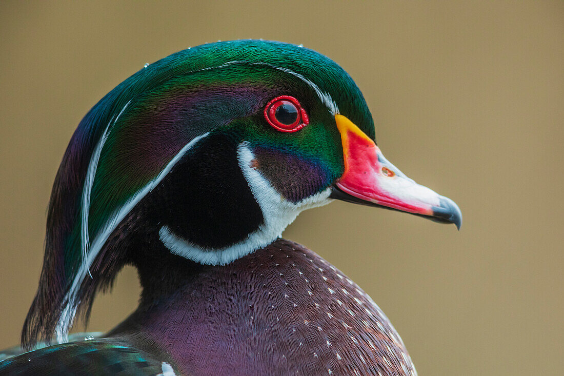 Canada, British Columbia, Boundary Bay, wood duck close-up