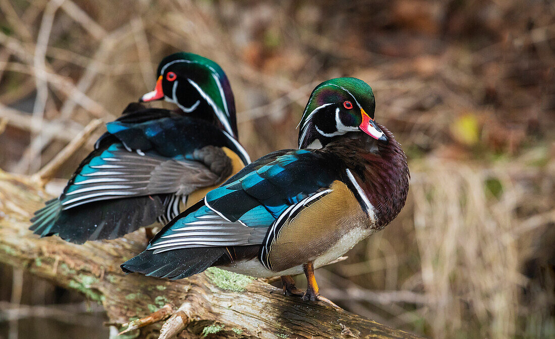 Canada, British Columbia, Boundary Bay, wood duck drakes resting