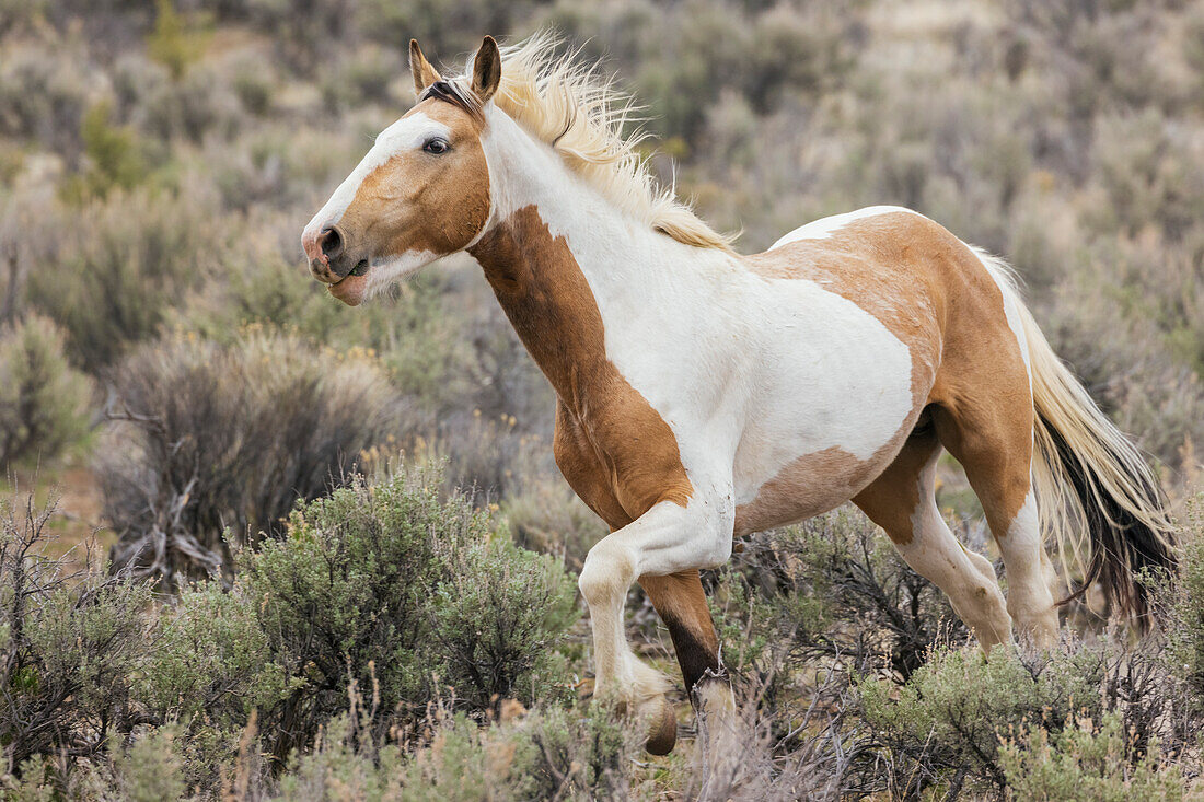 Wildes Pferd in Bewegung