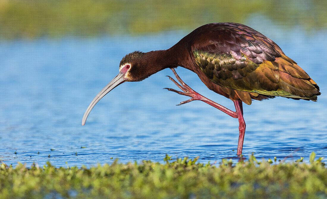 White-faced ibis scratching