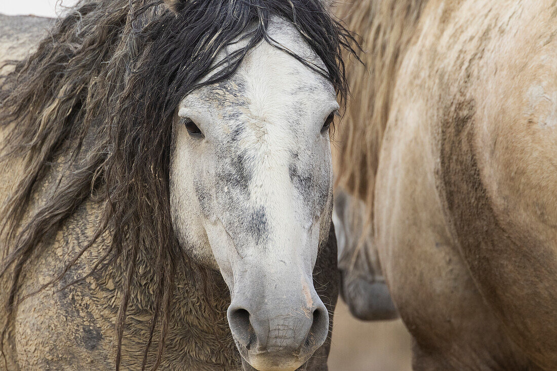 Wild mustang stallions