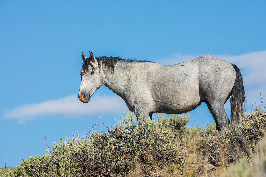 Wild mustang stallion. USA, Colorado