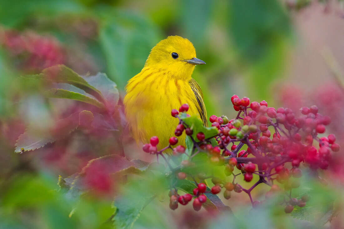 USA, Washington State. Skagit Valley, yellow warbler among wild Hawthorn berries