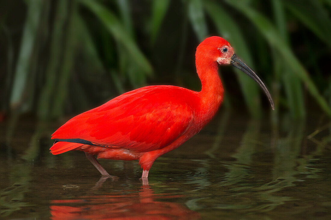 South America, Brazil. Close-up of scarlet ibis wading.