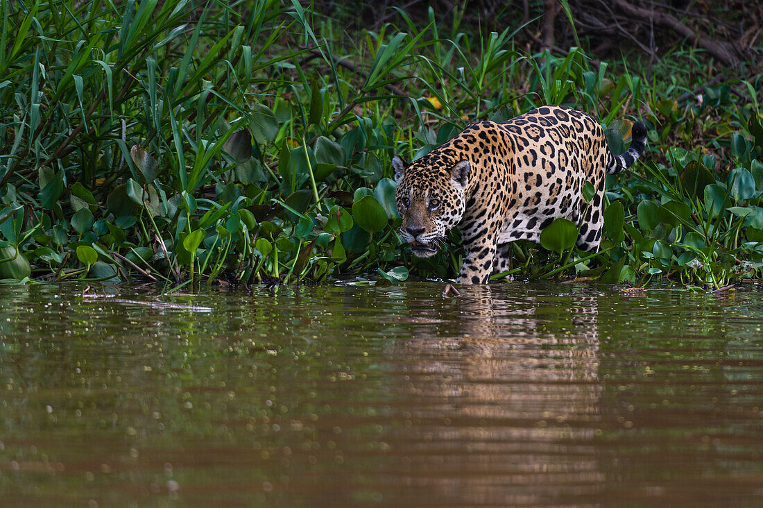 A Jaguar, Panthera onca, walking along the Cuiaba River. Mato Grosso Do Sul State, Brazil.