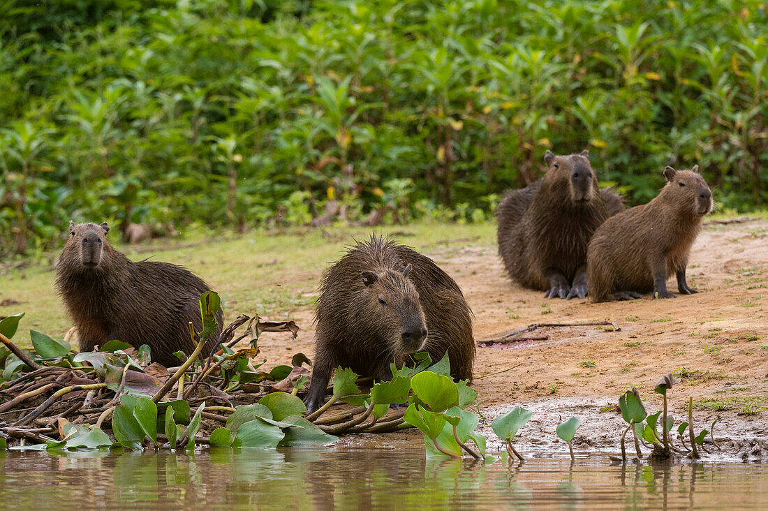 Eine Gruppe von Wasserschweinen, Hydrochoerus Hydrochoerus, versammelt sich entlang des Cuiaba-Flusses. Bundesstaat Mato Grosso Do Sul, Brasilien.