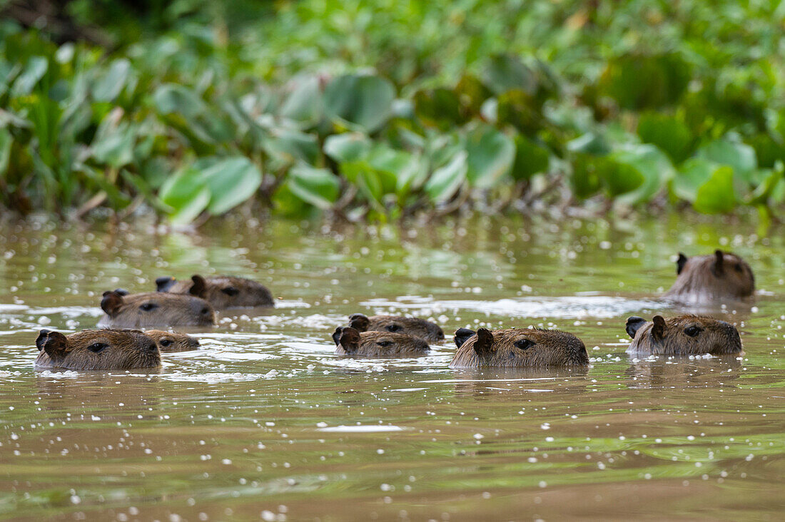 Eine Gruppe von Wasserschweinen, Hydrochoerus Hydrochoerus, schwimmt im Cuiaba-Fluss. Bundesstaat Mato Grosso Do Sul, Brasilien.