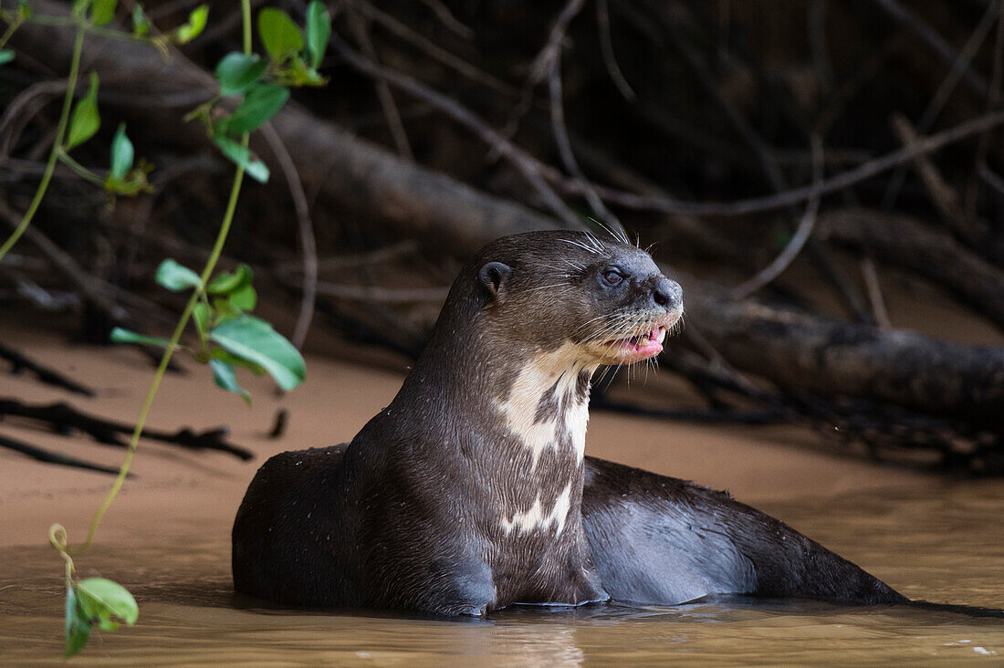 Ein Riesenotter, Pteronura brasiliensis, ruht im Cuiaba-Fluss. Bundesstaat Mato Grosso Do Sul, Brasilien.