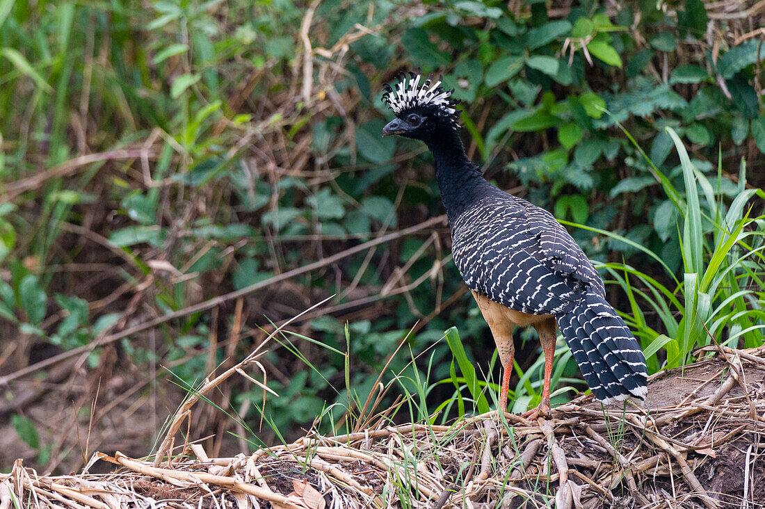 A Bare-faced curassow, Crax fasciolata, perching on a log. Mato Grosso Do Sul State, Brazil.