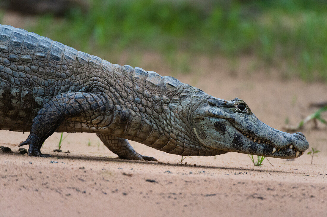 Ein Yacare-Kaiman, Caiman Crocodylus yacare, bei einer Wanderung entlang des Cuiaba-Flusses. Bundesstaat Mato Grosso Do Sul, Brasilien.