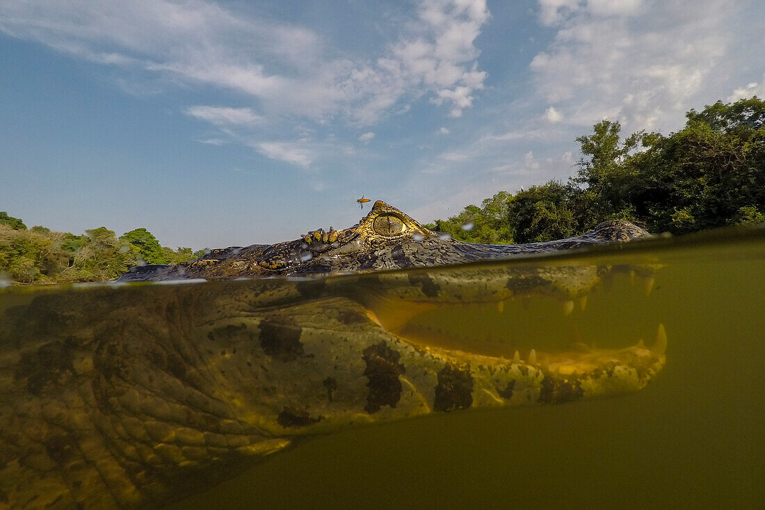 Nahaufnahme eines Unterwasserporträts eines Yacare-Kaimans, Caiman yacare, im Rio Claro, Pantanal, Mato Grosso, Brasilien