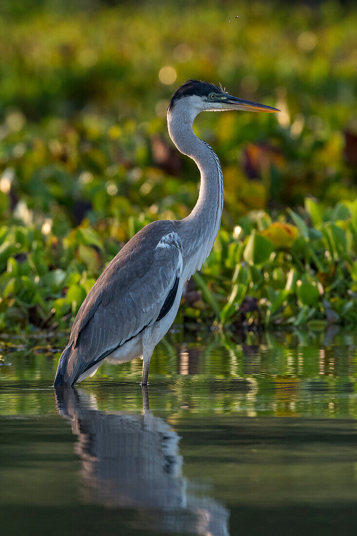 Porträt eines Cocoi-Reihers, Ardea Cocoi. Rio Claro, Pantanal, Mato Grosso, Brasilien