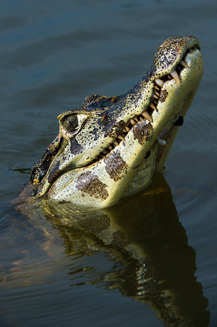 A yacare caiman, Caiman yacare, looking up. Rio Claro, Pantanal, Mato Grosso, Brazil