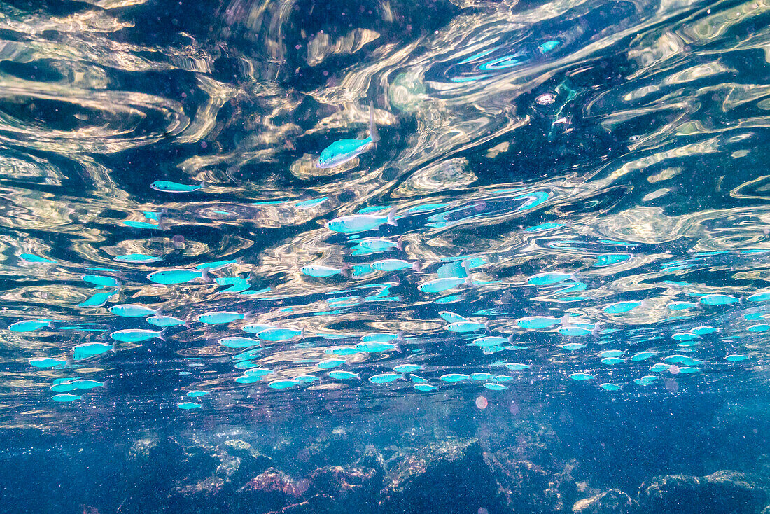 Ecuador, Galapagos National Park, Santa Fe Island. School of anchovies.