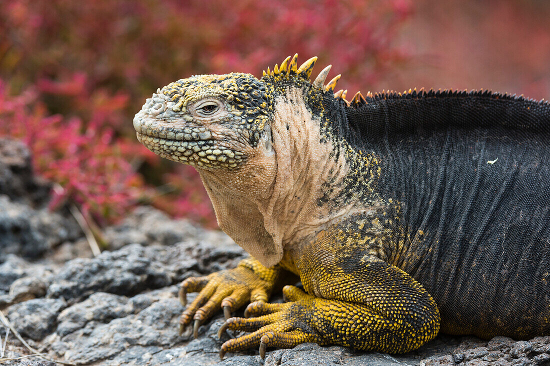 Porträt eines Landleguans, Conolophus Subcristatus. Südliche Plaza-Insel, Galapagos, Ecuador