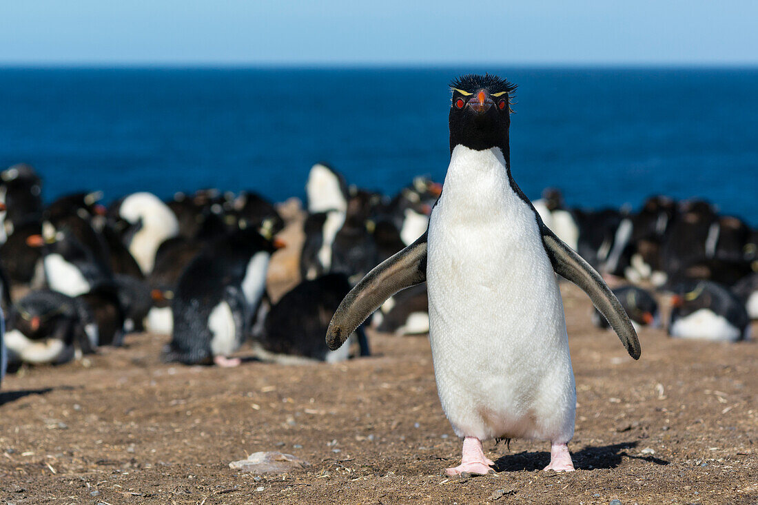 Ein Felsenpinguin, Eudyptes chrysocome, schaut in die Kamera. Pebble Island, Falklandinseln