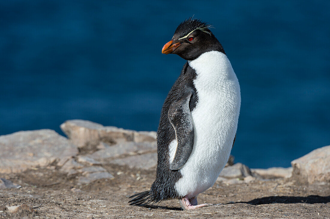 Porträt eines Felsenpinguins, Eudyptes chrysocome. Pebble Island, Falklandinseln