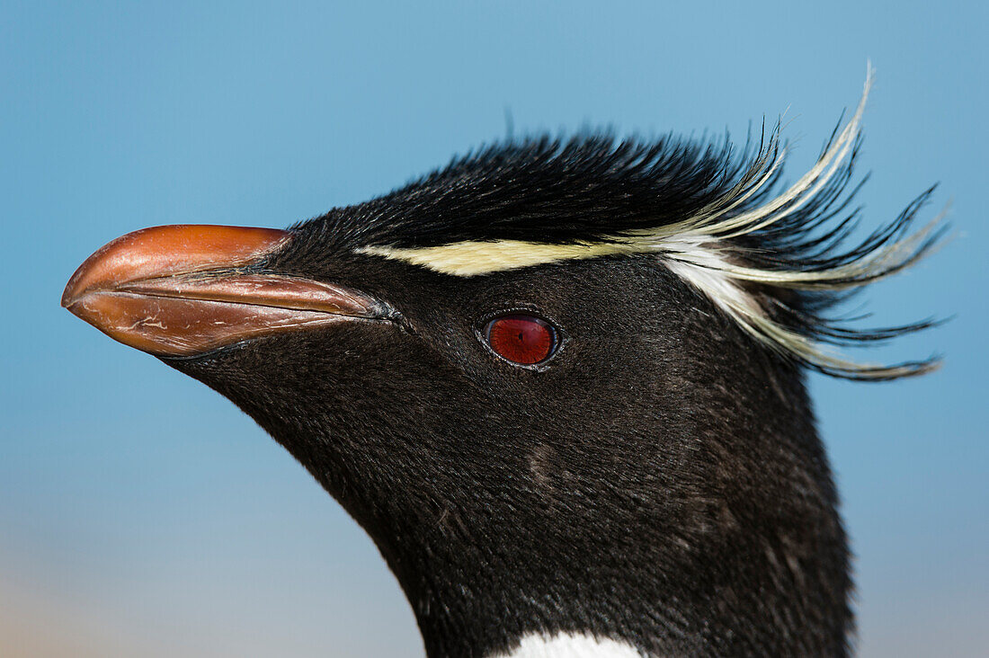 Nahaufnahme eines Felsenpinguins, Eudyptes chrysocome. Pebble Island, Falklandinseln