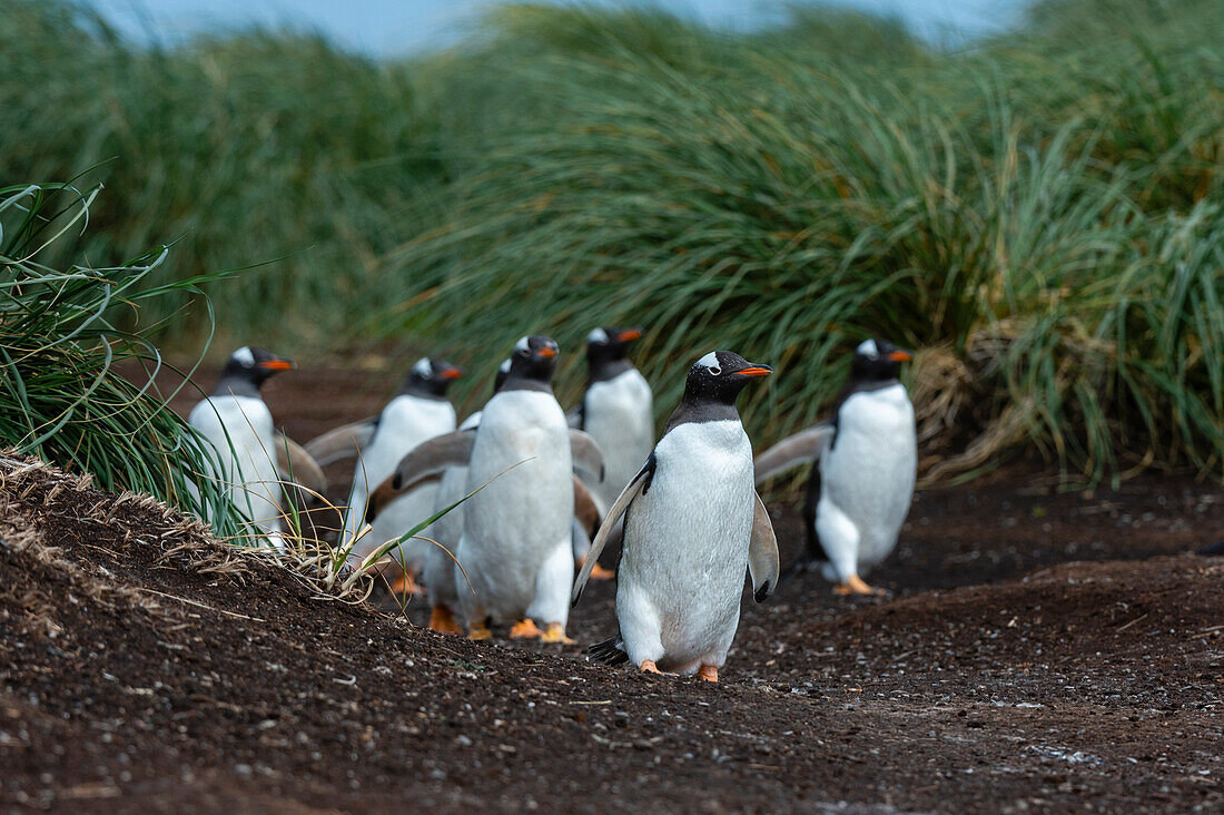 A Gentoo penguin, Pygoscelis Papua, walking to the beach. Sea Lion Island, Falkland Islands