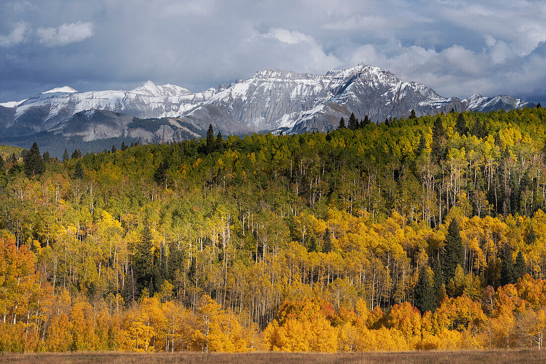 USA, Colorado, Uncompahgre National Forest. San Juan Mountains and aspen forest in autumn.