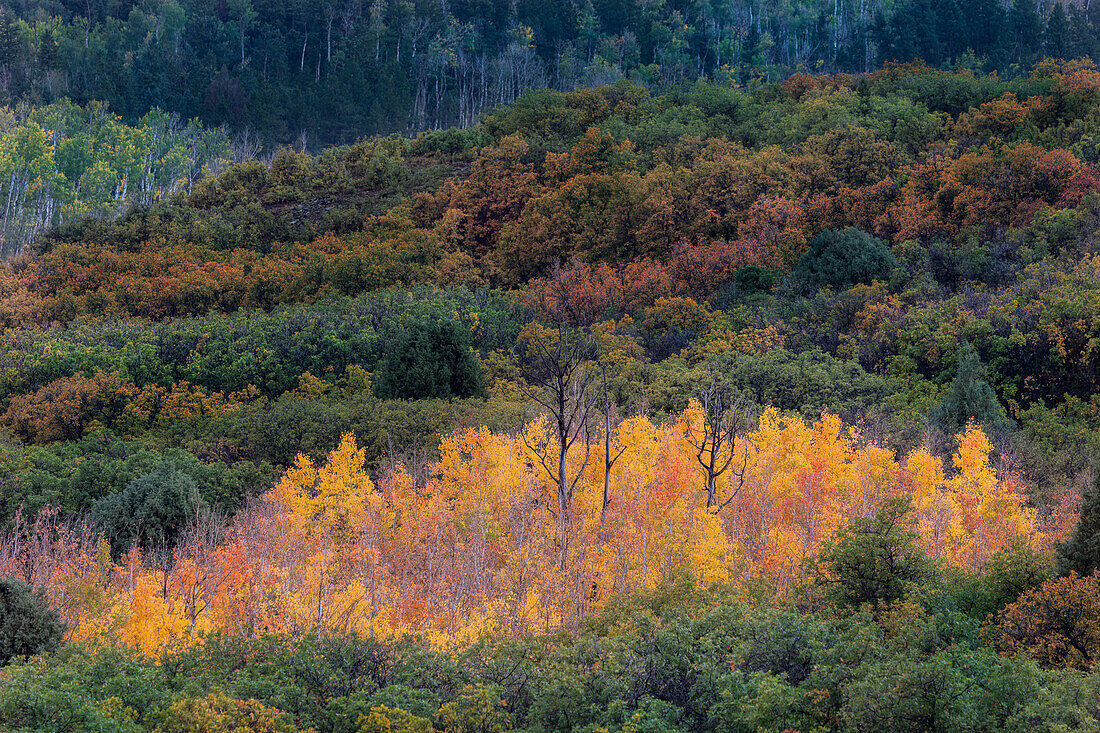USA, Colorado, Uncompahgre National Forest. Sonnenuntergang auf Wald und gelben Espenhainen.
