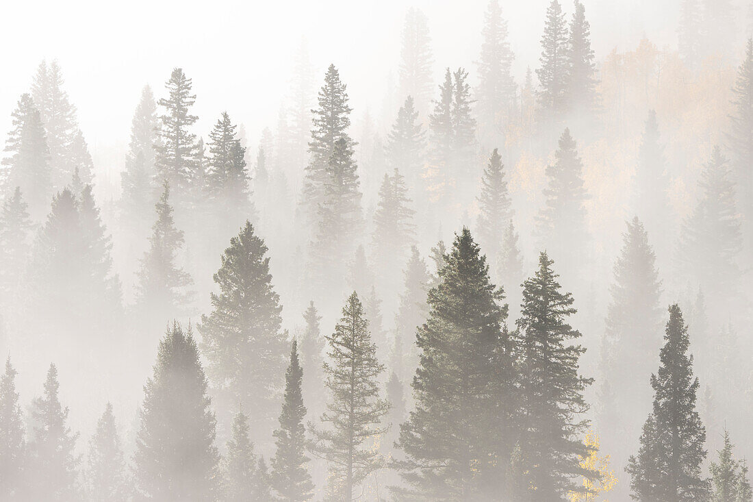 USA, Colorado, San Juan Mountains. Sunrise fog in forest.