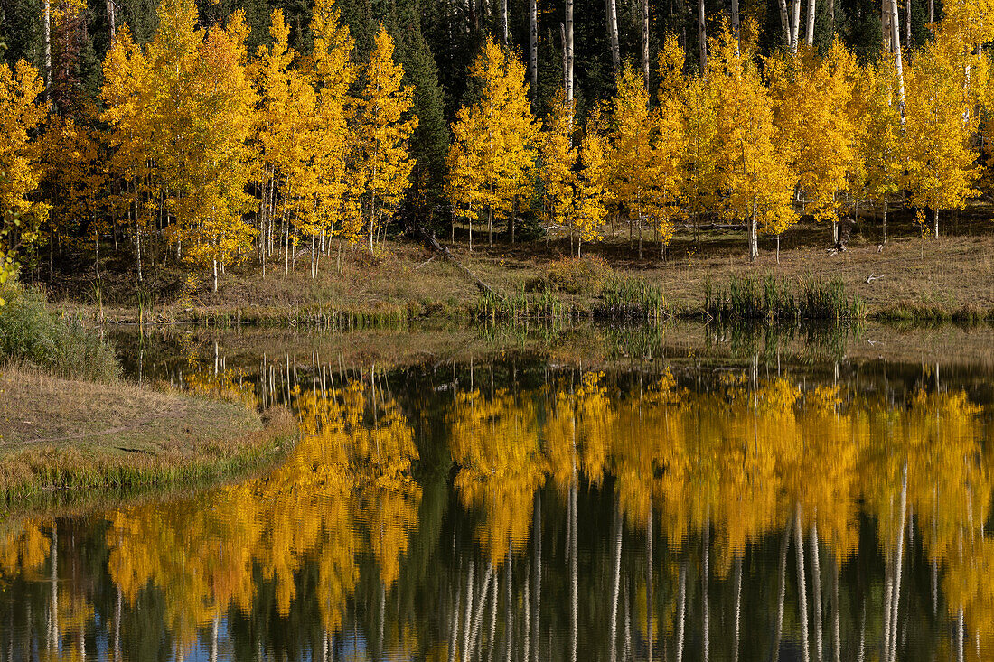 USA, Colorado, Uncompahgre National Forest. Aspen grove reflects in pond.