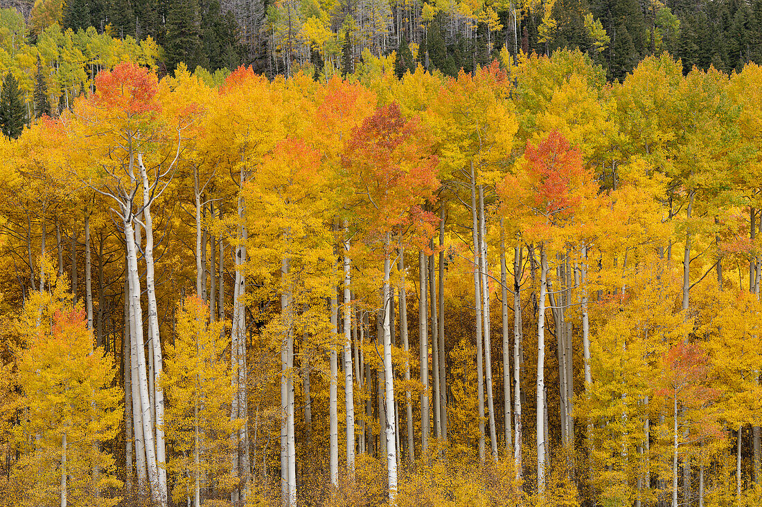 USA, Colorado, Uncompahgre National Forest. Aspen trees in autumn colors.