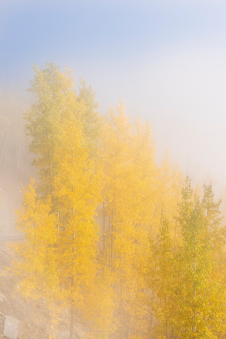 USA, Colorado, Uncompahgre National Forest. Fog on aspen grove in autumn.