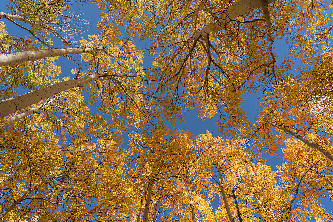 USA, Colorado, Uncompahgre-Nationalforst. Blick in den Himmel auf Espen im Herbst.