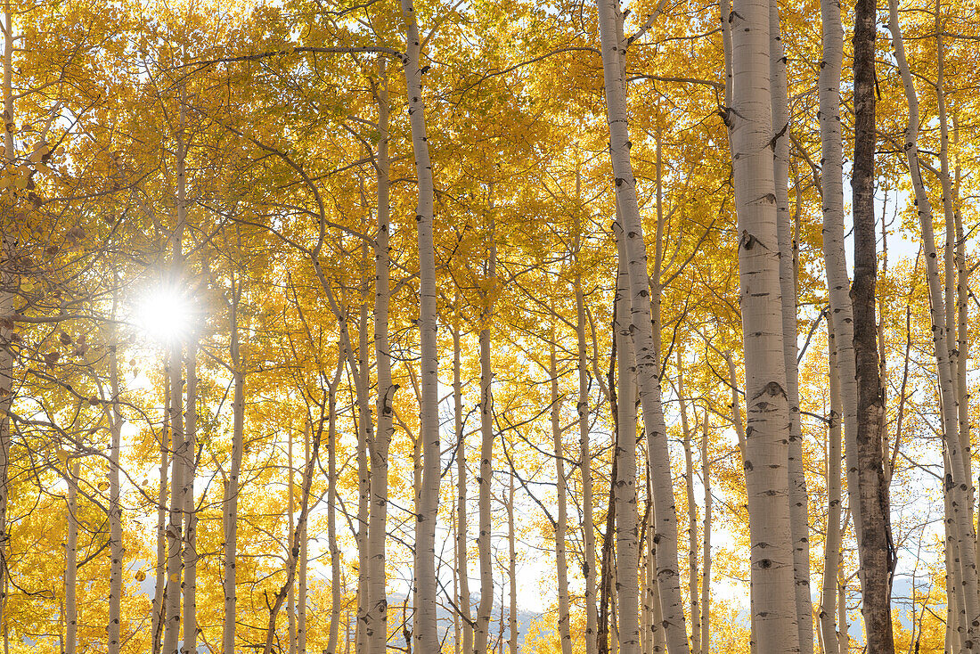 USA, Colorado, Gunnison National Forest. Sunburst on aspen grove.