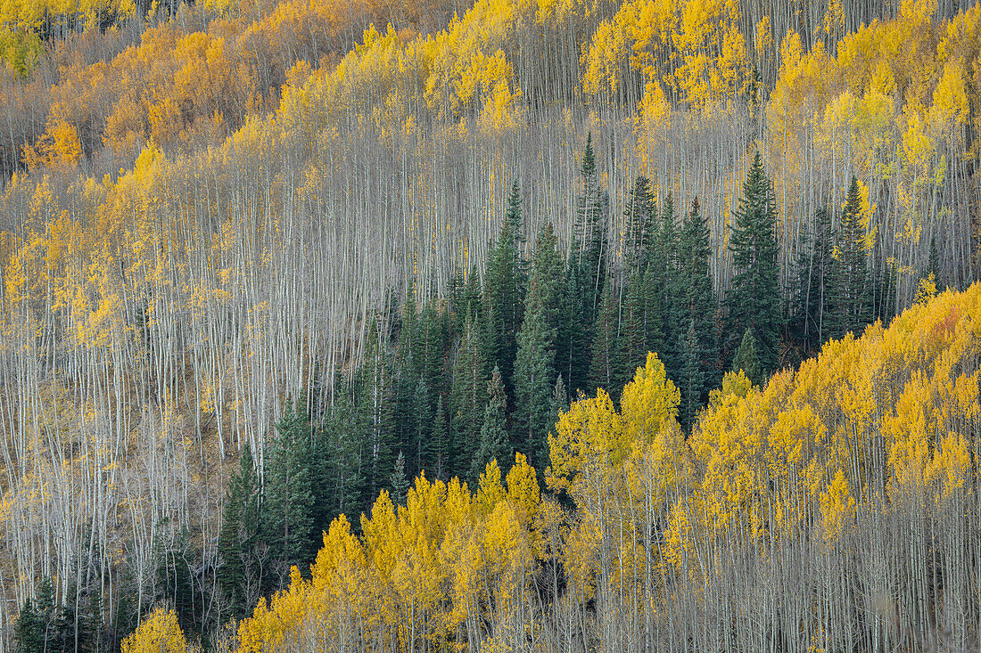 USA, Colorado, Gunnison National Forest. Espenwald in der West Elk Wilderness.