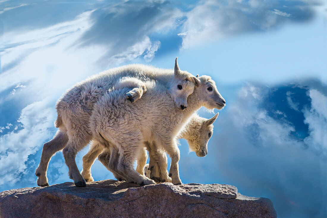 USA, Colorado, Mt. Evans. Mountain goat babies on rock.