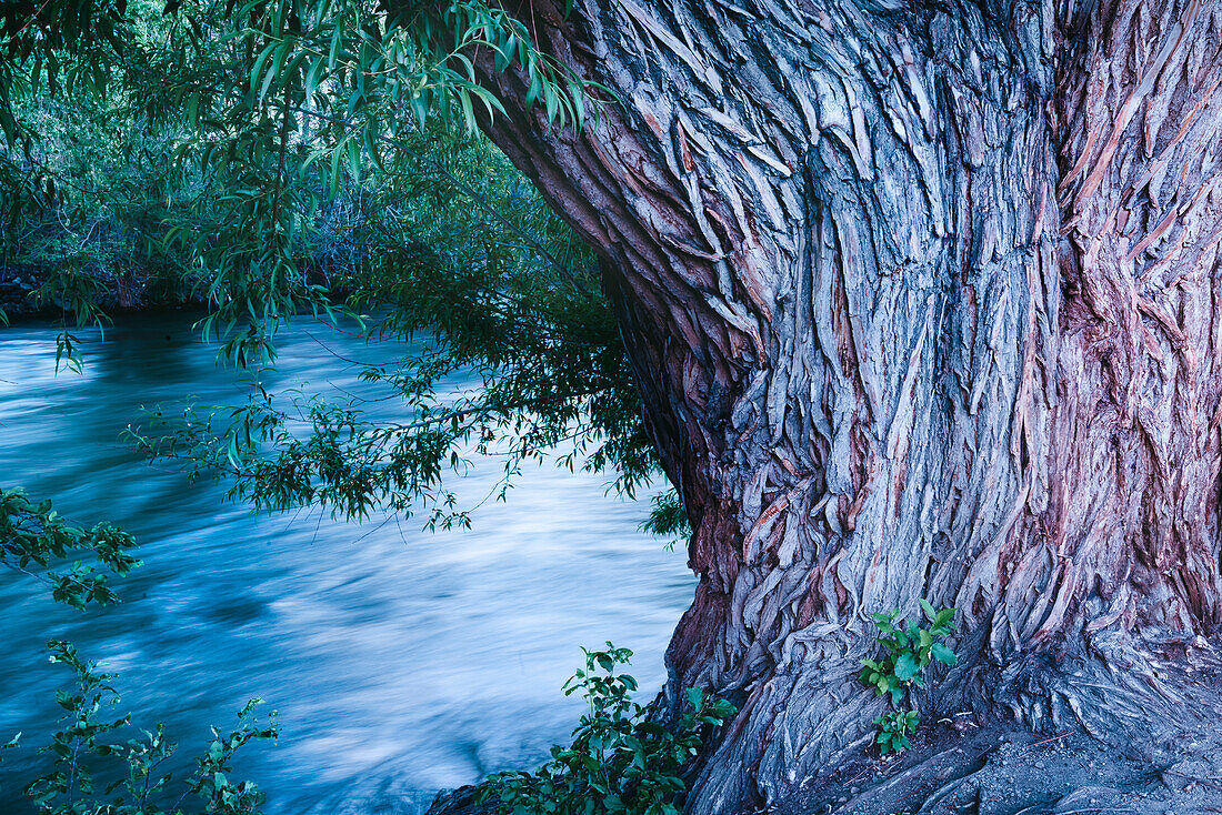 USA, Colorado. Nahaufnahme eines Baums und des Arkansas River in Salida.