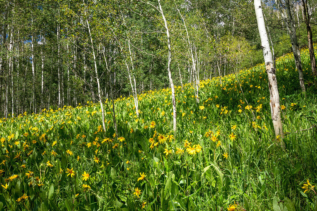 Vereinigte Staaten von Amerika, Colorado. Wildblumenwiese im White River National Forest.