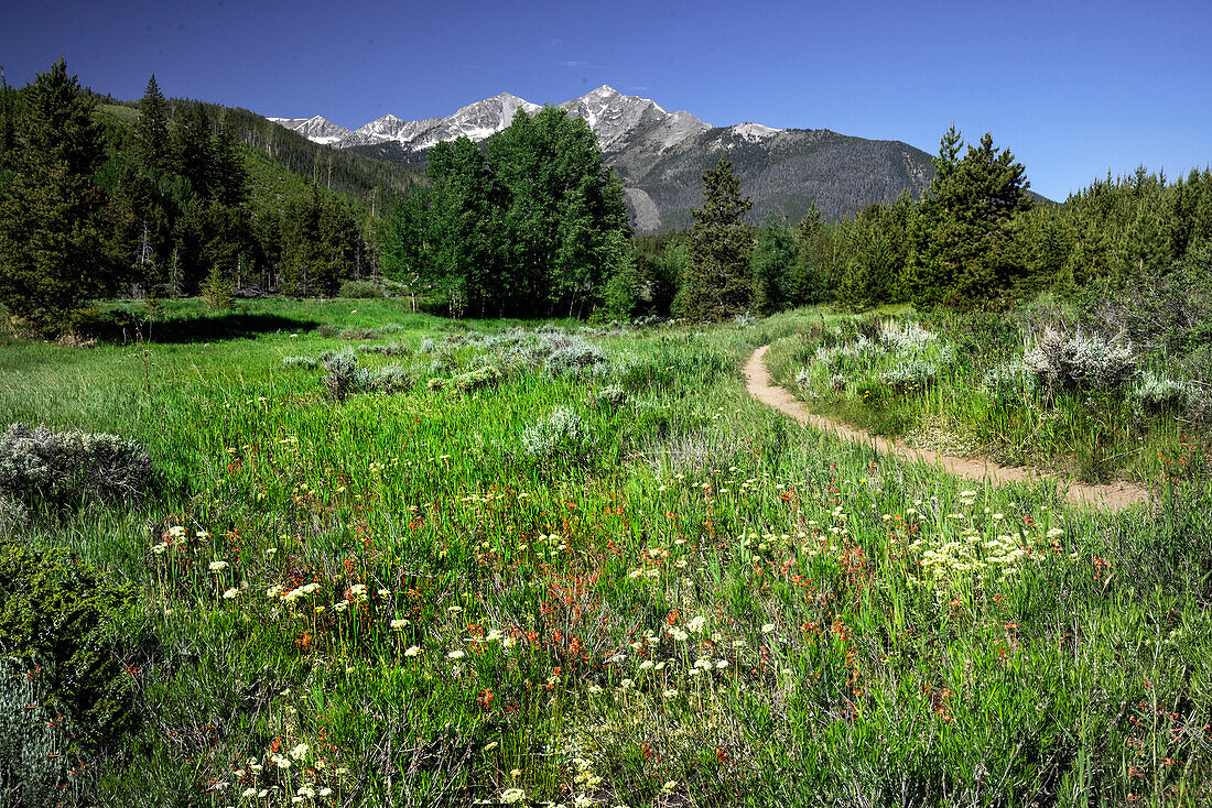 USA, Colorado. Trail through wildflower meadow and mountain peaks in White River National Forest.