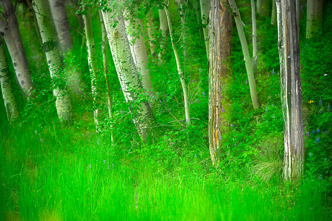 Wald mit Bäumen und Gräsern, Kreativkomposit mit Weichzeichner.