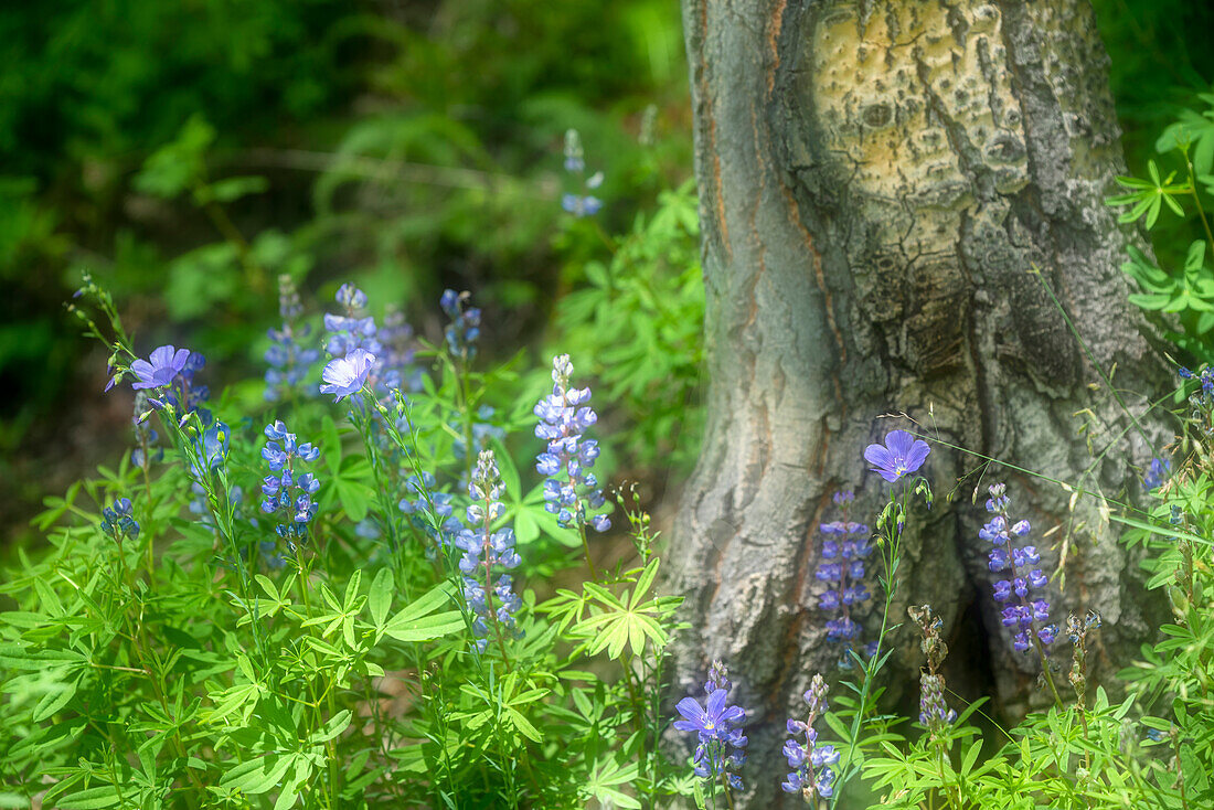 Weiches Komposit der blauen Lupine, die um einen Baum in Colorado wächst.