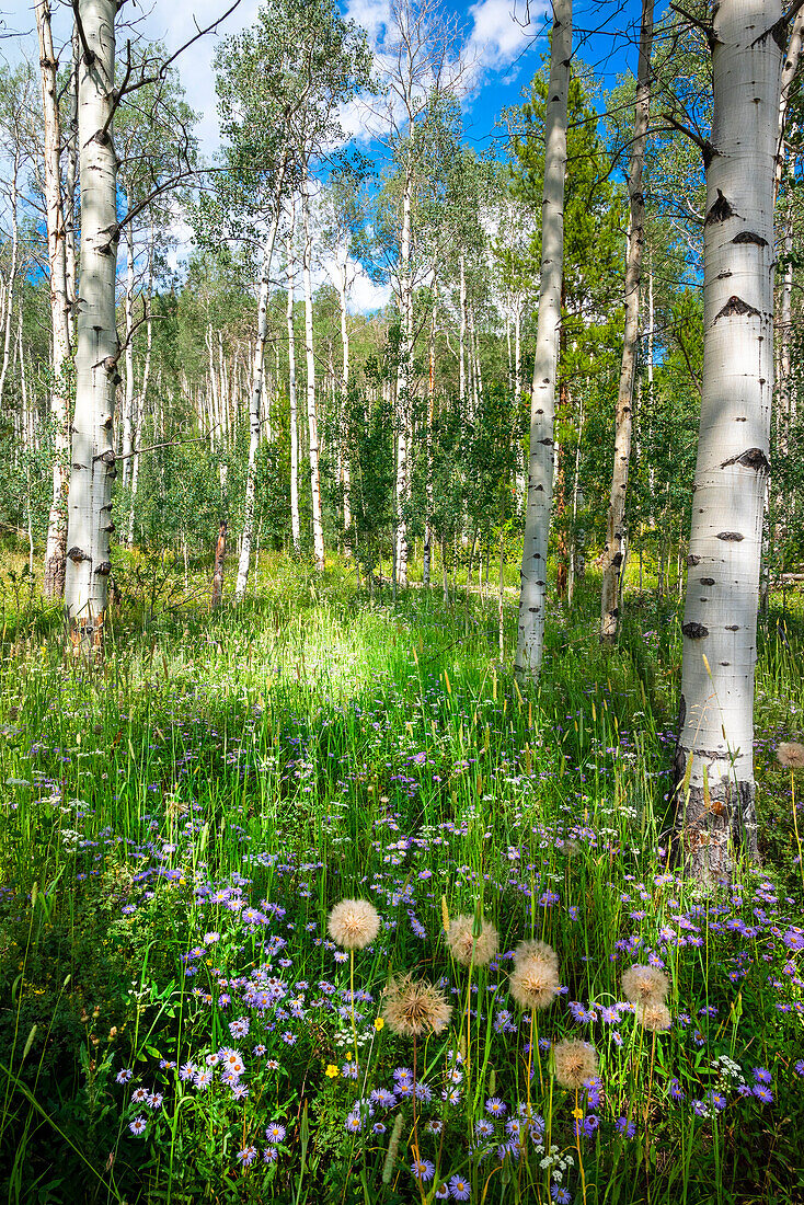 USA, Colorado. Wildblumen in einem Hain von Espenbäumen.