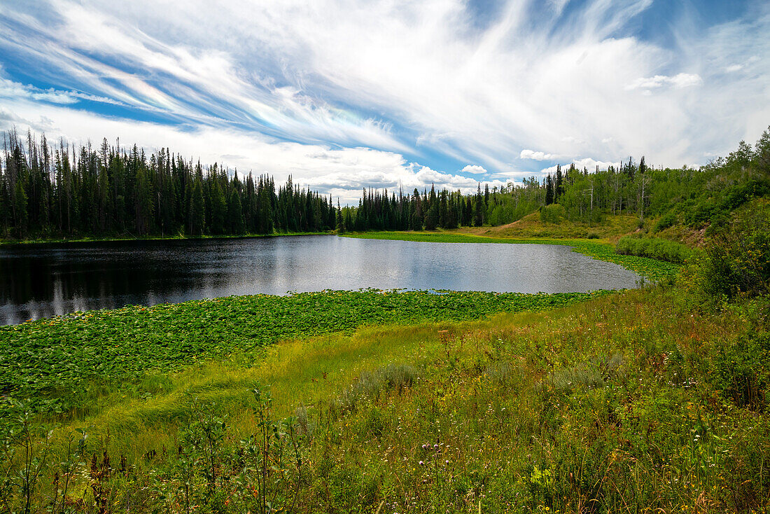 USA, Colorado. Hinman Lake, umgeben von Seerosenblättern.