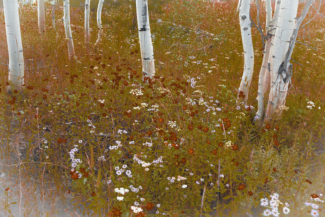 Wildblumen in einem Aspen-Hain.