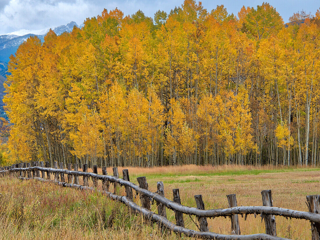 USA, Colorado, Aspen. Fenceline mit herbstlichen Espen