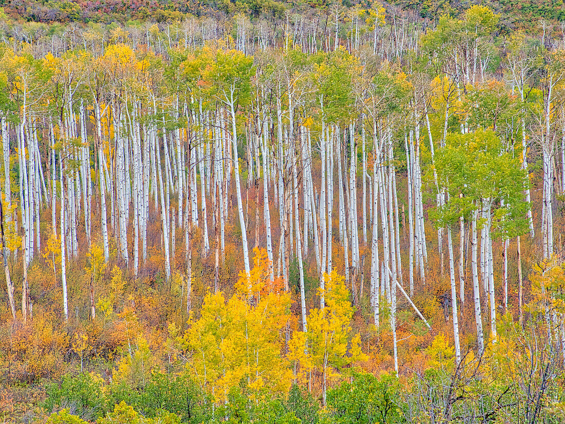 USA, Colorado, Kebler Pass. Autumn color of the Aspens