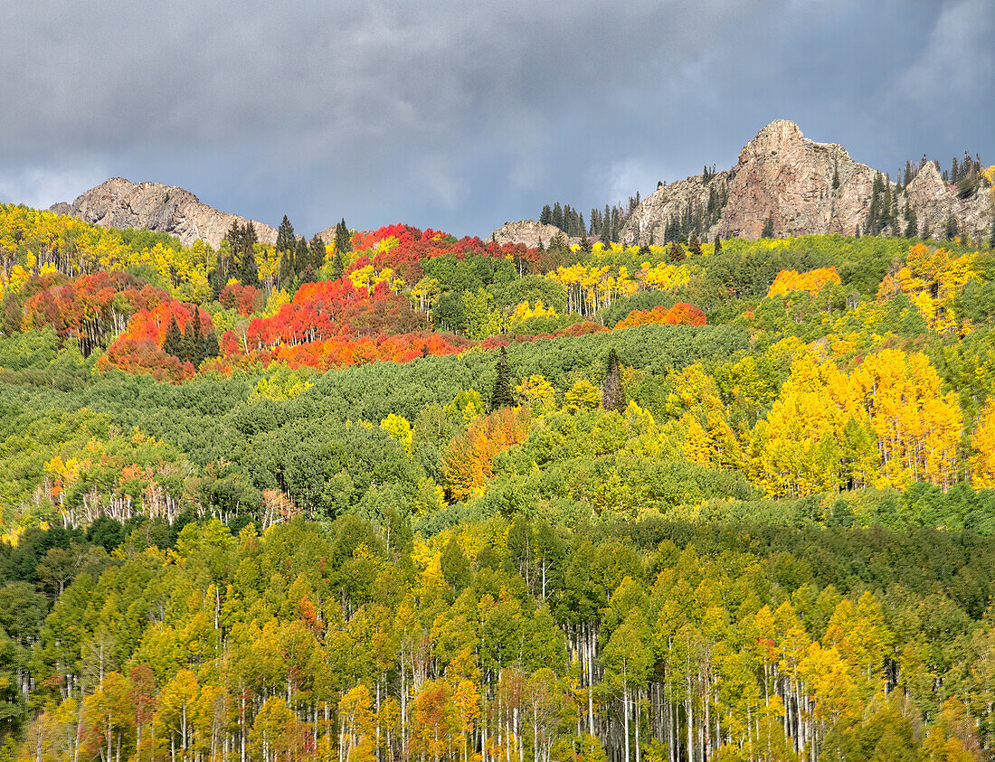 USA, Colorado, Kebler Pass. Bright color of autumn on Kebler Pass