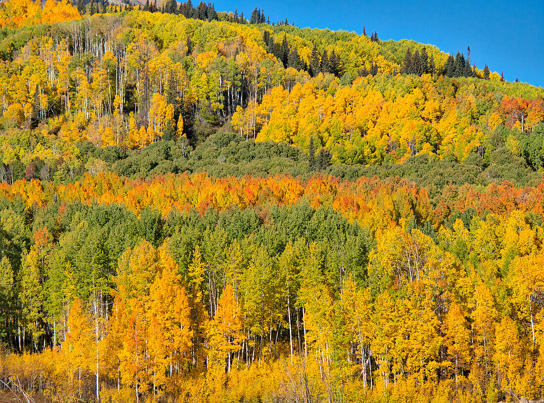 USA, Colorado, Kebler Pass. Bright color of autumn Aspens on Kebler Pass