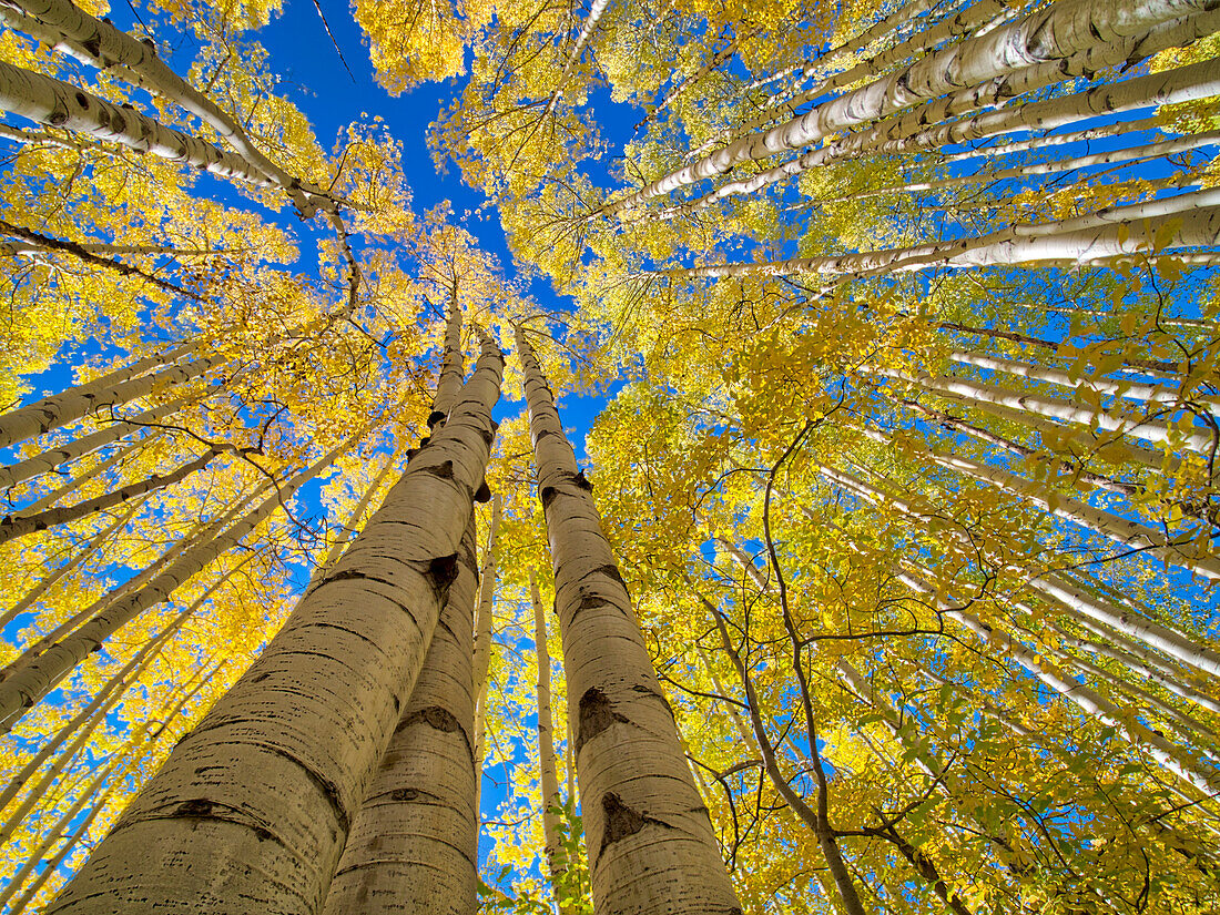 USA, Colorado, Kebler Pass. Aspen forest in fall color as seen from the forest floor,