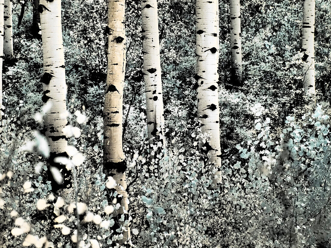 USA, Colorado. Infrared of Aspens along the Kebler Pass