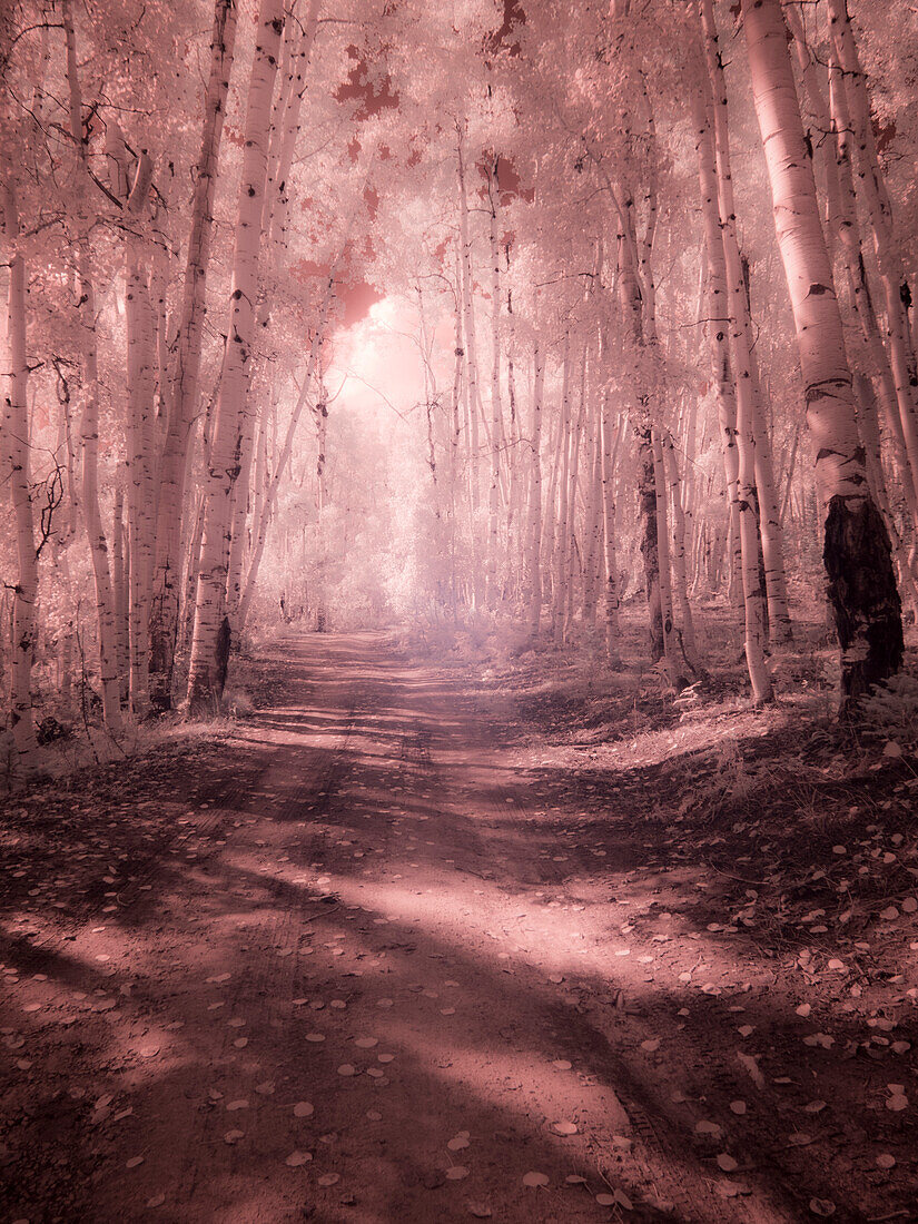 USA, Colorado. Infrared of road through Kebler Pass